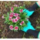 Manusi protectie, model cu 4 gheare pentru sapat, verde cu negru MX1032